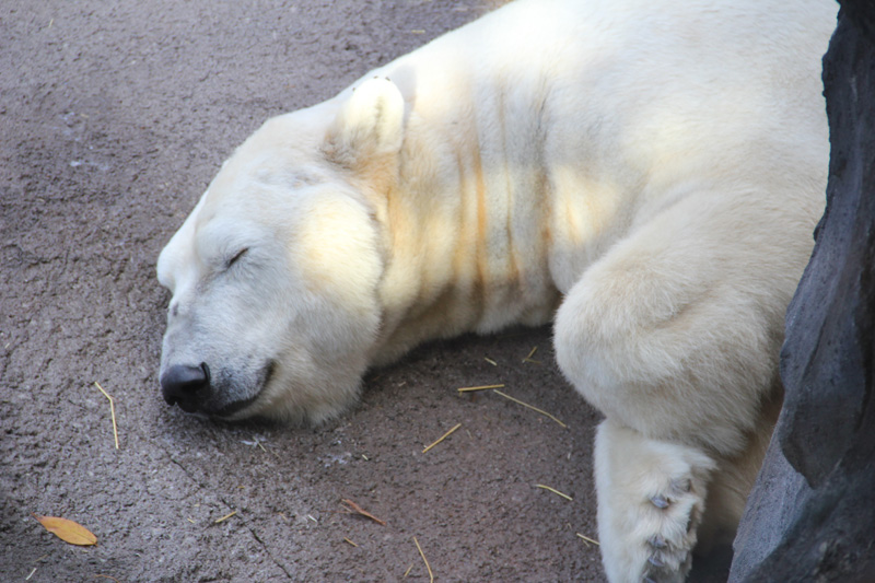slideshow